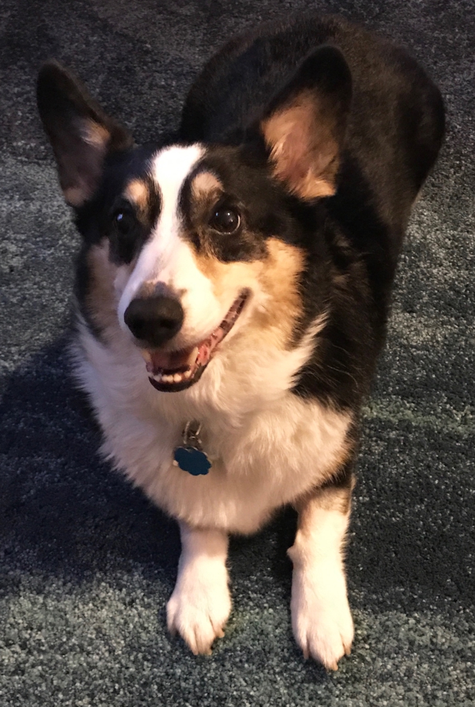 Buddy – Adopted 07/2017